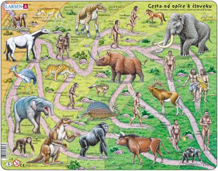 Dejepis – Cesta od opice k človeku, vývoj homo sapiens – Náučné obrázkové puzzle
