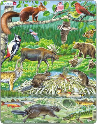 Zvieratá lesné – Severský les, medvede, rys, los, veverička, bobor, ryby, ďateľ, vtáky – Obrázkové puzzle