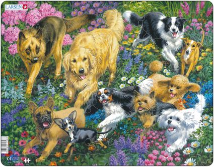 Zvieratá domáce – Psy na lúke v tráve, desať plemien psov, vlčiak, retríver, kólia, čivava, pudel, teriér – Obrázkové puzzle