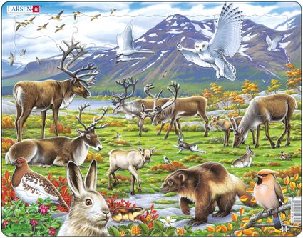 Zvieratá severské – Arktická krajina, severská tundra, soby, husy, zajac ,sova – Obrázkové puzzle