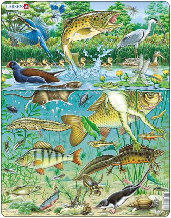 Zvieratá vodné – Jazero, rybník, pstruh, kapor, ostriež, žaba, mloky, rybárik, volavka, kačica – Obrázkové puzzle